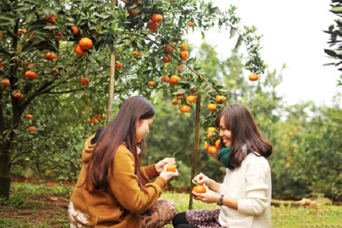 Explore The Famous Cai Mon Orchard