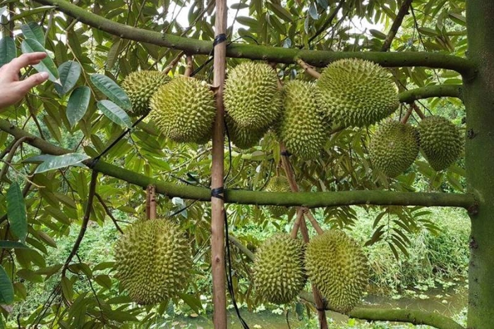 Visit Durian Orchards