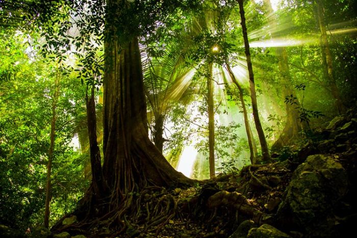 Chu Mom Ray National Park – A must-visit in a 5-day trip to Kon Tum