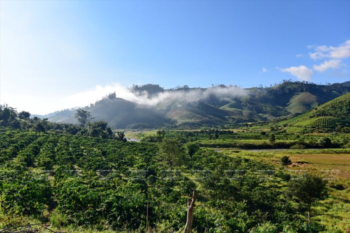 Coffee plantations – A hidden treasure of Vietnam’s central highlands