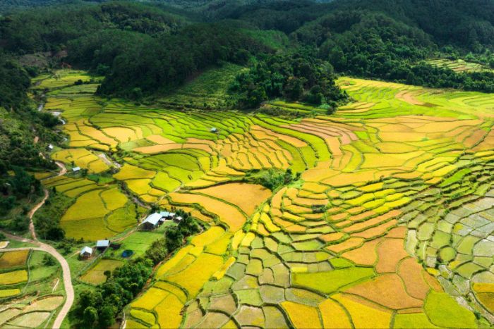 The beauty of Kon Tum’s golden rice fields during the 5-day visit