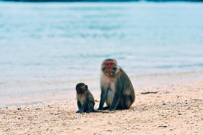 Best things to do in Lan Ha Bay - visit Monkey Island