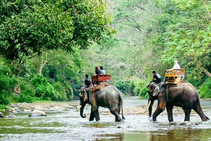 Elephants of Yok Don - A unique experience during a trip to Buon Ma Thuot Vietnam