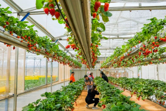 Tasting fresh strawberries in the local farms of Dalat