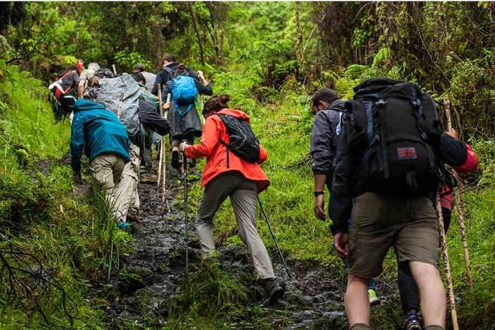 Walking among the pines - The nature experience in Dalat