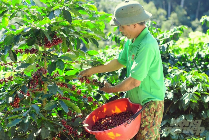 Stroll through the coffee gardens of Pleiku