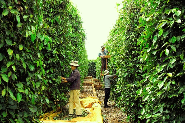 Pepper landscapes - A perfect nature activity among things to do in Pleiku