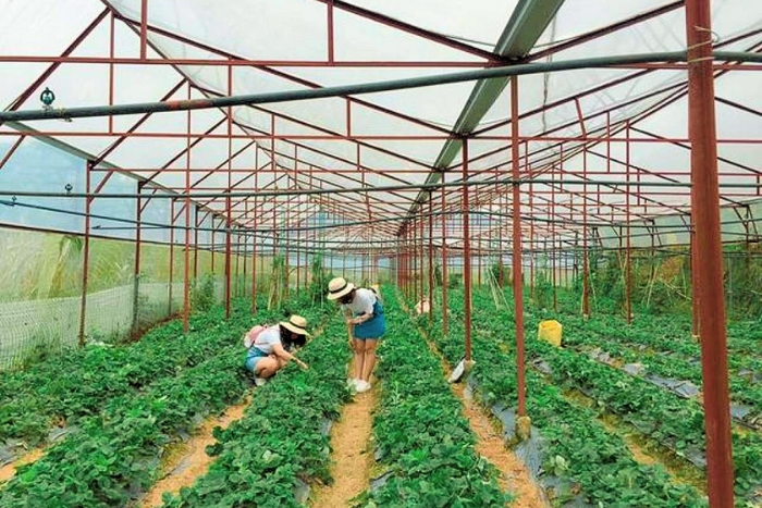 Local agriculture - Exploring Dalat’s vegetable greenhouses