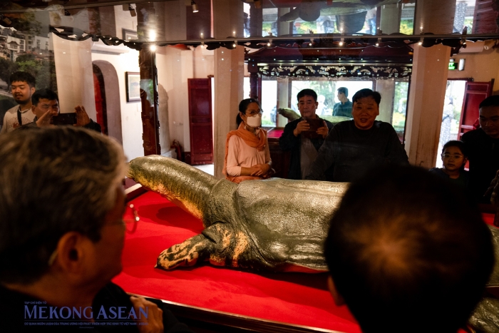 The preserved specimen of the giant turtle from Hoan Kiem Lake