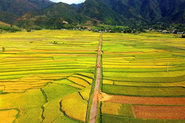 Muong Than rice fields, Lai Chau province