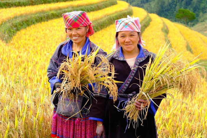If you have the opportunity, join local farmers in harvesting rice