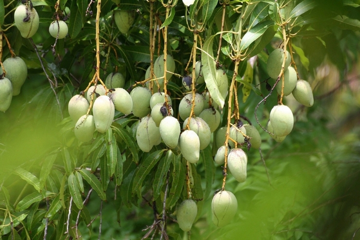 Cai Be Fruit Orchard, Tien Giang, Vietnam