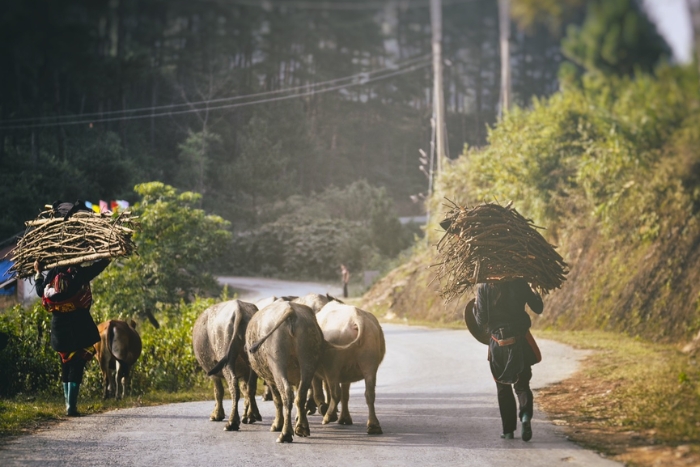 Trekking in Hoang Su Phi, must-try activities in Northern Vietnam 2-week trip