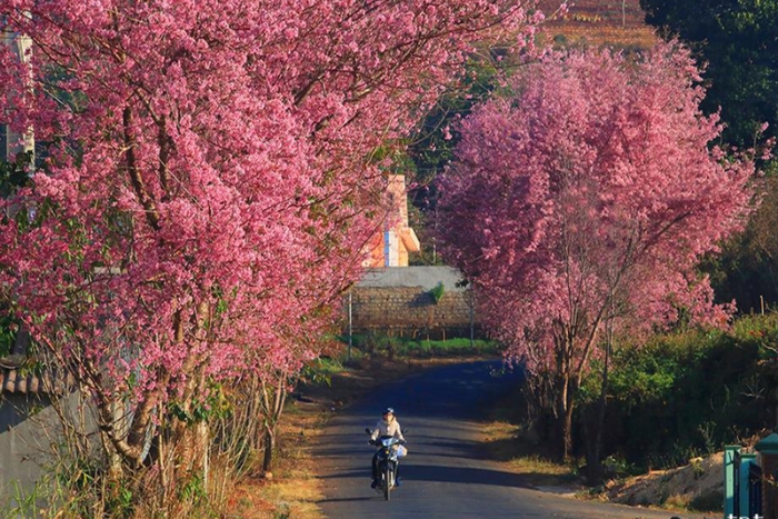 When to go to Da Lat ?