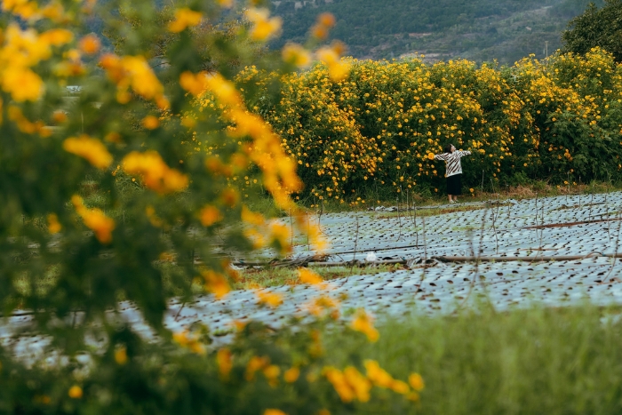 Best time to visit Da Lat