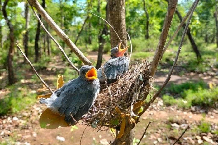 Vietnam’s only Khop forest (and one of the few in the world), an ideal place to observe endemic bird species