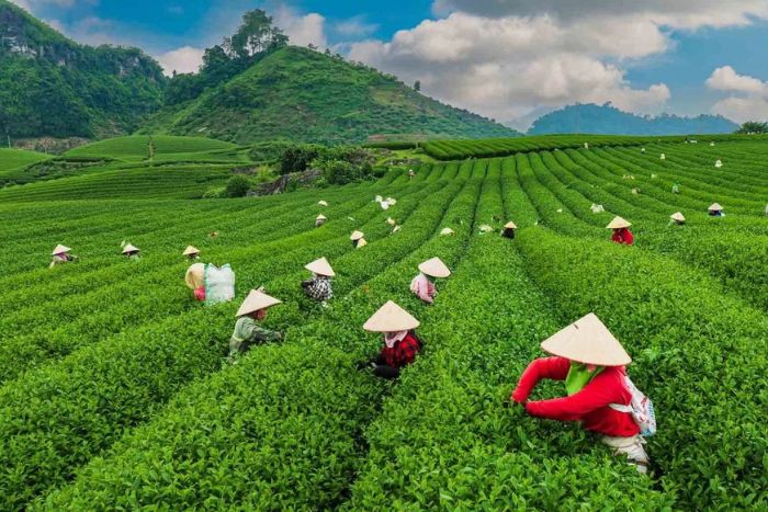 Tea hills of Moc Chau