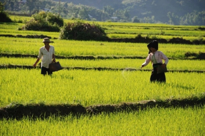 Bike ride in Muong Thanh – Immersion in the rice granary of the Northwest