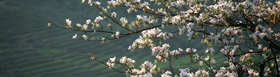 When to go to Dien Bien Vietnam?