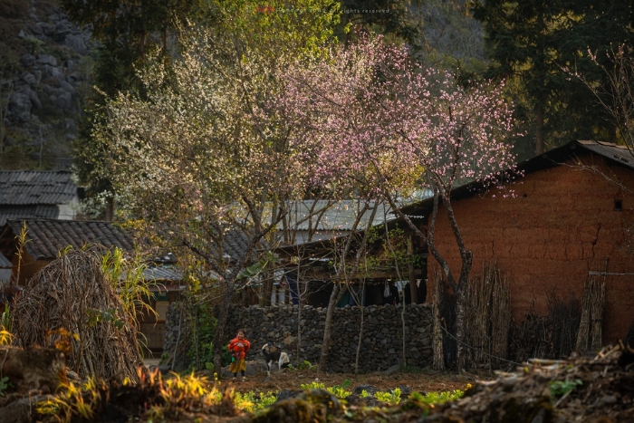 Spring time on Ha Giang Loop tour