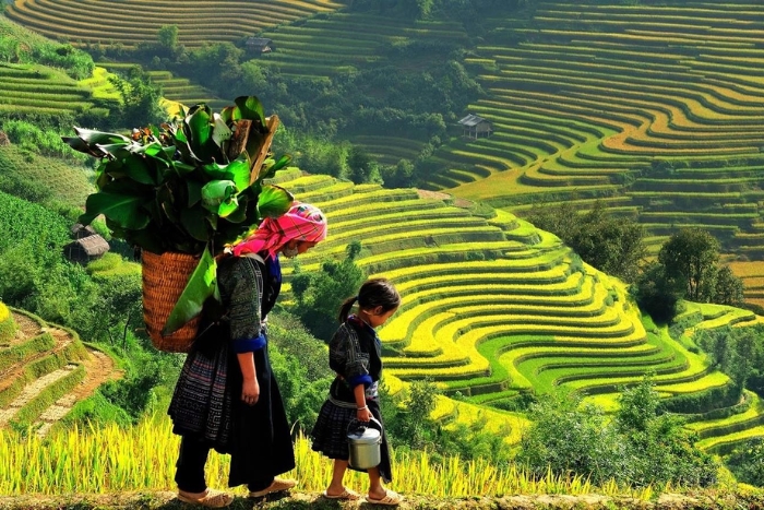 The Golden Season of Hoàng Su Phì, Ha Giang, Vietnam