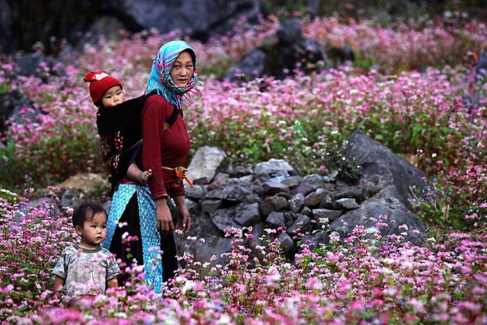 Buckwheat flower season in Ha Giang, Vietnam