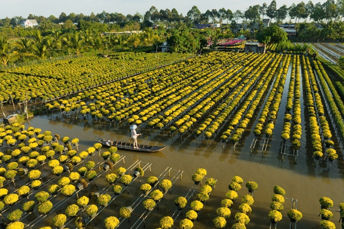 Tan Quy Dong: The Largest Flower Village in Southern Vietnam Gears Up for Tet