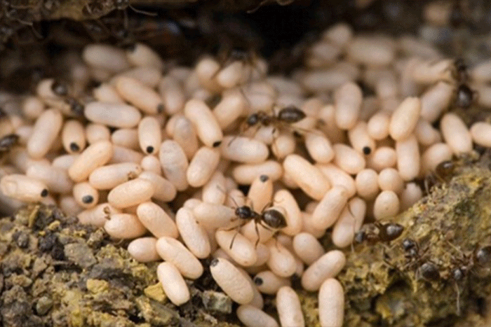 Ant Egg - Specialty of Mai Chau