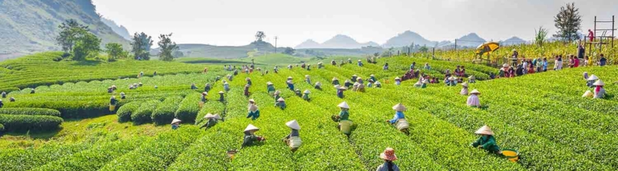 Choose Mai Chau or Moc Chau for your trip?