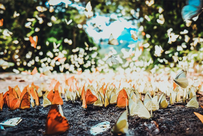 Butterfly season in Cuc Phuong