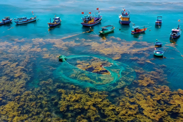 Explore the seaweed forest under the sea at Quy Nhon