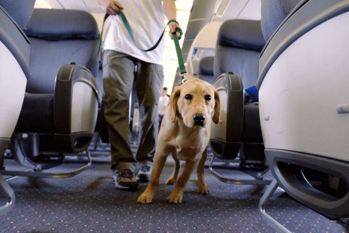 Arriving in Vietnam with a dog or cat: checks and formalities