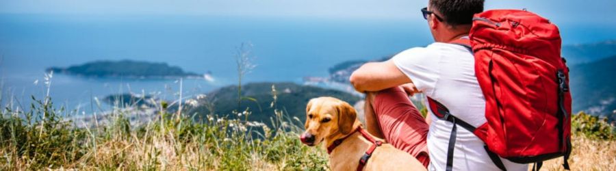 Discover how to organize travel to Vietnam with a pet
