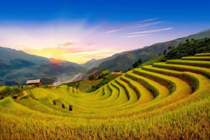 Visiting Vietnam in September, you cannot miss the breathtaking sight of golden rice terraces