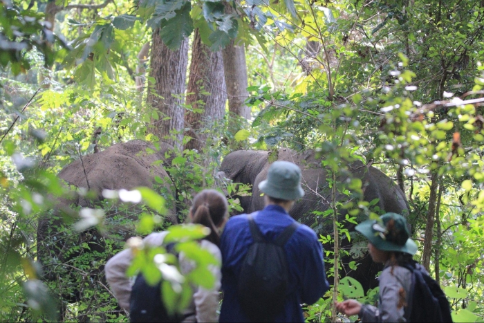 Majestic nature experience at Yok Don National Park