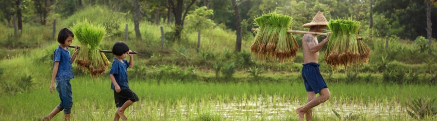 Farming Tours in Vietnam