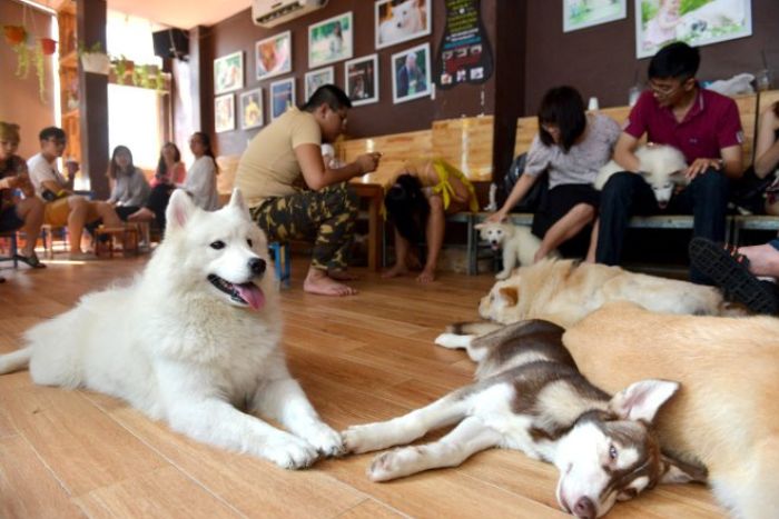 Hanoi: urban walks and cafés adapted for dogs