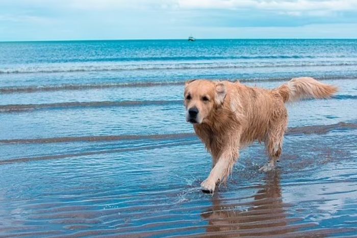 Phu Quoc: beaches and accommodations adapted for travelers with dogs