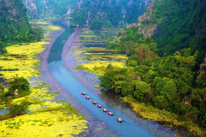 Water lily season in Ninh Binh
