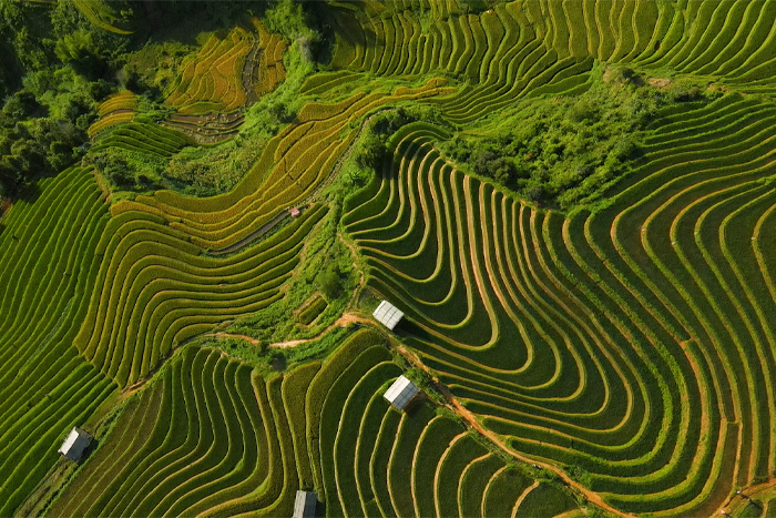 Mu Cang Chai Yen Bai