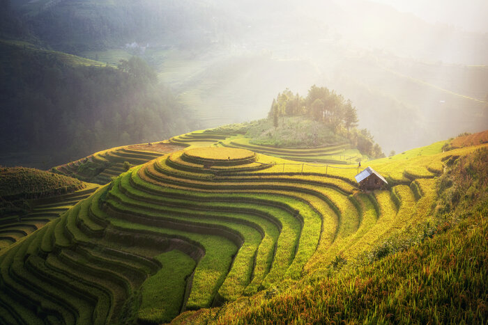 Golden rice season in Mu Cang Chai