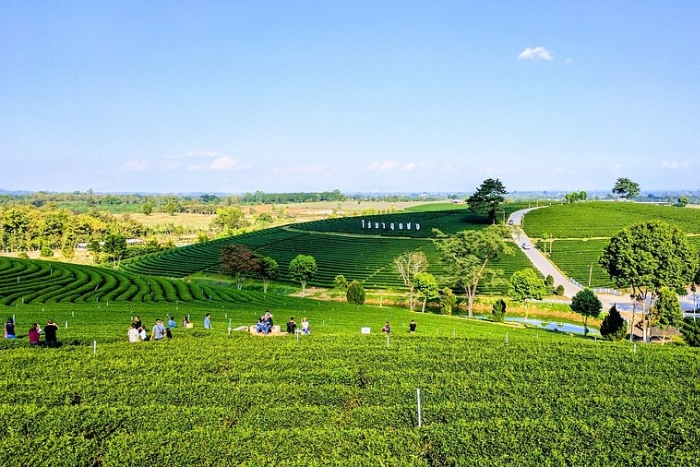 Wander through Choui Fong tea fields – among Thailand’s top places to visit in March